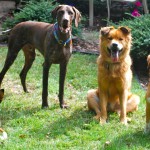 We’ve been having a great time with clients pets. Find out more about how your dog can participate.